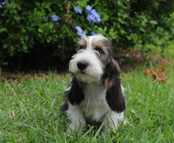 PBGV pup